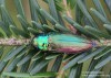 krasec (Brouci), Eurythyrea austriaca (Coleoptera)